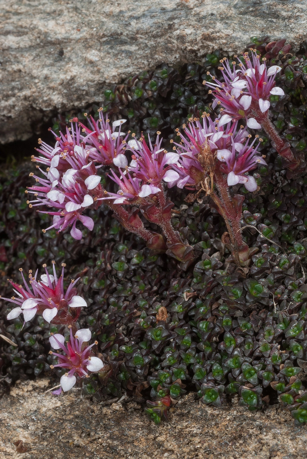 Photo Maurizio Broglio - Saxifraga retusa subsp. augustana